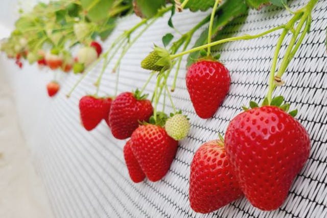 【栃木・茂木・いちご狩り】たっぷり60分食べ放題！とちあいか＆とちおとめ食べ比べ！