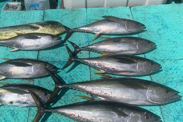 【貸切】家族・グループ向けフィッシング4時間《釣れた魚を食べられる》