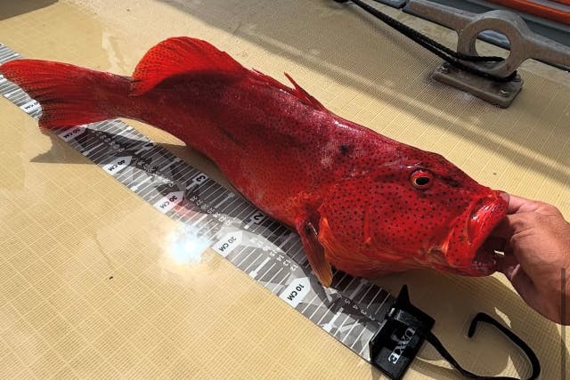 【冬割】釣って・食べて・巡る！SUNRISE 1日フィッシング