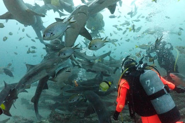 【日帰り】千葉県伊戸2ボートダイブ　房総半島のシャークスクランブル！「伊戸」ダイビングツアー！