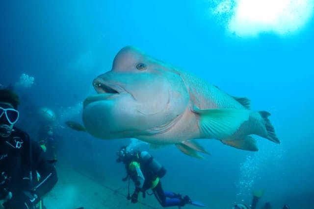 【日帰り】千葉県波左間2ボートダイブ　日本で唯一の海底神社！房総半島の名物ポイント「波左間」ツアー！