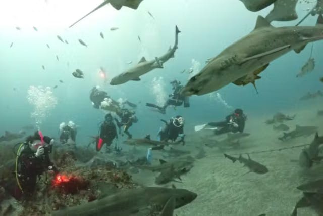 【日帰り】千葉県伊戸2ボートダイブ　房総半島のシャークスクランブル！「伊戸」ダイビングツアー！