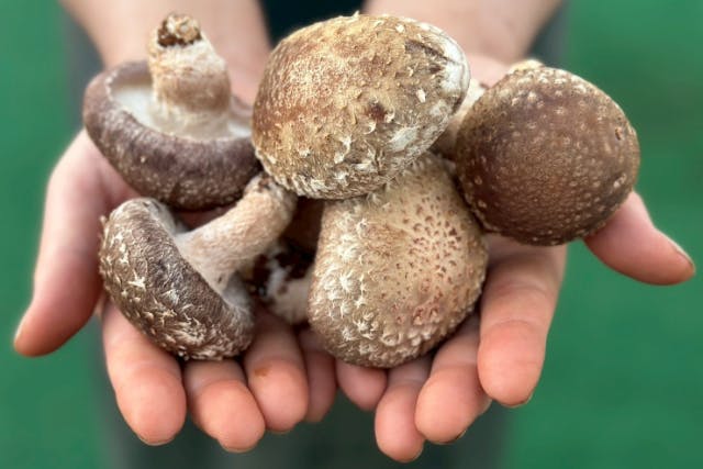 【東京都・練馬区・収穫体験】きのこ狩り・しいたけ狩り体験プラン（400g分の椎茸お土産つき）