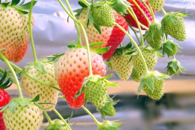 【宮城・仙台・いちご狩り】仙台市内で叶ういちご狩り体験♪気軽に立ち寄れる『まちワクファームのいちご園』で、甘くて美味しいいちご摘み体験を楽しもう！3歳以下無料でファミリーやカップルにおすすめ！