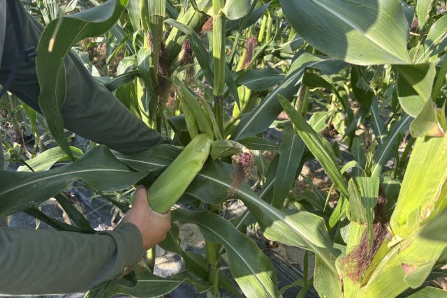 奈良・大和郡山ブランド野菜収穫体験