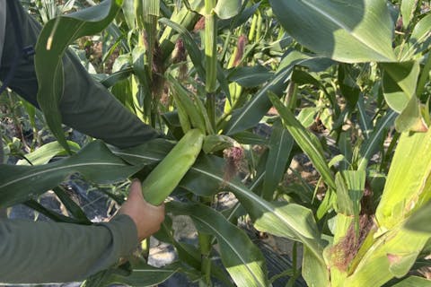 奈良・大和郡山ブランド野菜収穫体験