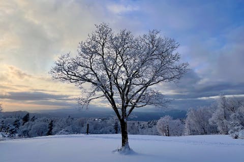 【山形・蔵王】蔵王坊平で楽しむ雪原スノーウォーク　初めての雪遊びをDEEP ZAOの大自然で体験！ワンちゃん連れもOK