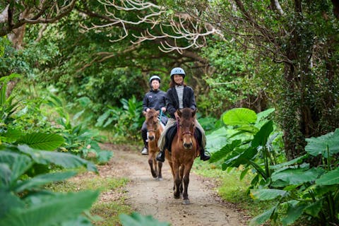 【沖縄で希少な琉球馬と遊ぶ】「しあわせの森」の馬散歩