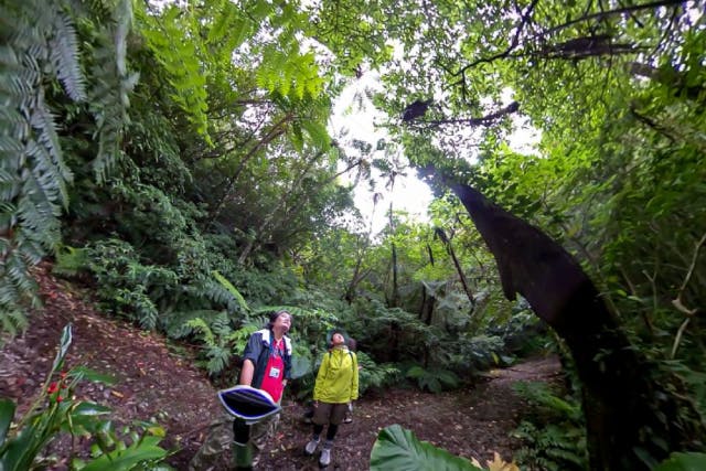 【鹿児島・奄美大島】お一人様お申込みの「金作原原生林ジャングルショートツアー」