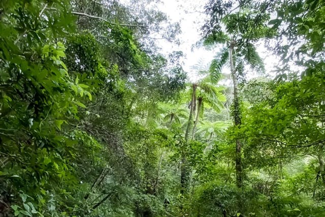 【鹿児島・奄美大島】お一人様お申込みの「金作原原生林ジャングルロングツアー」
