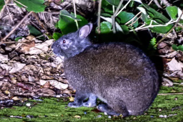 【鹿児島・奄美大島】お一人様お申込み「奄美の森でナイトツアー」