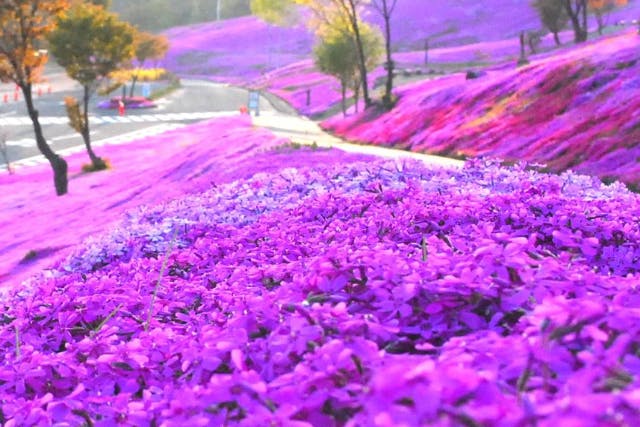 札幌発着日帰りバスツアー　芝さくら滝上公園とかみゆうべつチューリップ公園へ