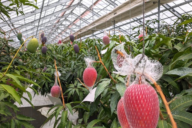 【5/24小中学生向け】千葉市で育つ南国の味！マンゴー自由研究アカデミー③ ～温暖化時代の新しい農業体験～開催