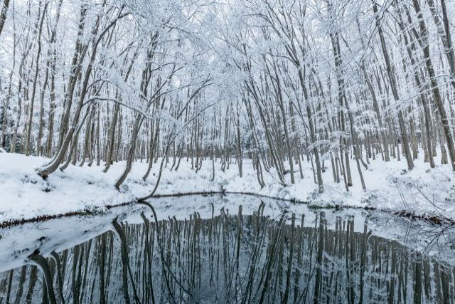 【新潟・十日町・スノーシュー】一度は見たい絶景！冬の美人林をガイド付きで散策。森の学校「キョロロ」の囲炉裏体験付きプラン