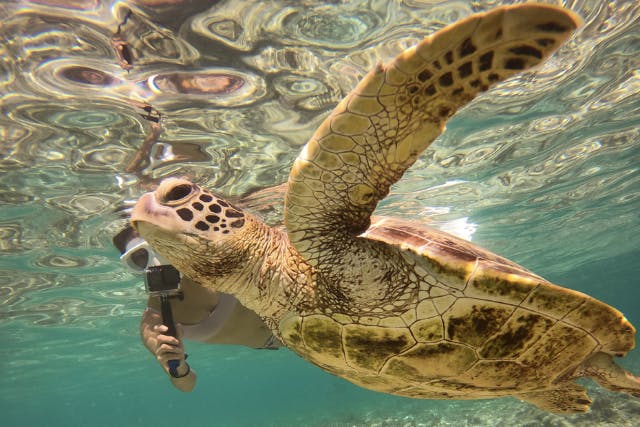 【沖縄・宮古島】⭐︎春休み学生割プラン⭐︎1組限定！海ガメ遭遇継続中！海ガメシュノーケルツアー　初心者・お一人様〜大歓迎！！