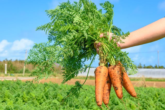 【沖縄・津堅島】キャロットアイランドと呼ばれる離島・津堅島で名産のにんじんを農業収穫体験！