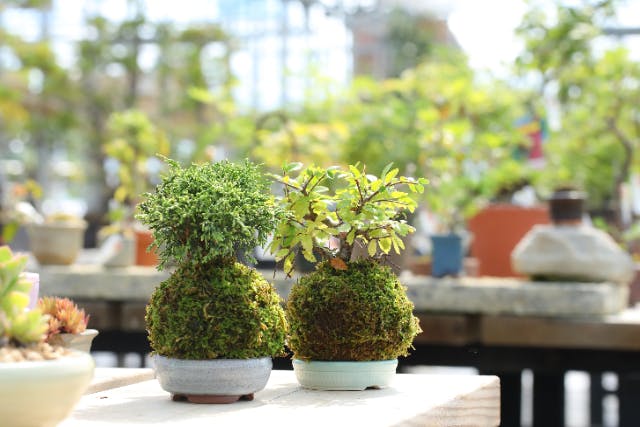 【宮城県・松島エリア・苔玉づくり】限定甘味付き！癒しのグリーン体験♪