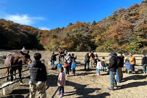 【宮城・奥松島】おひとり様パドックツアー　のびのびと暮らす馬たちを間近で見る・触る