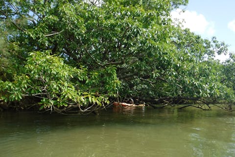金武町億首川開催　【1組貸切】　マングローブカヤックツアー