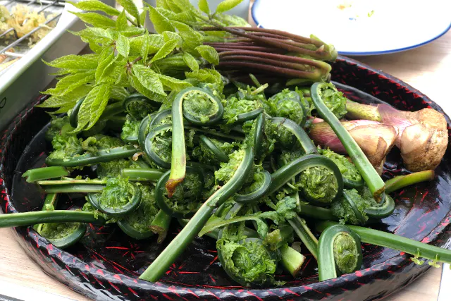 【山菜体験】春の息吹を感じる 山菜採りアドベンチャー（ランチ付き）