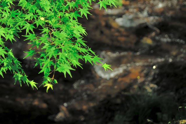 【新潟県・津南町・フライフィッシング】初めてのフライフィッシング。清津川でワンツーマンレッスン！タックルレンタル込み！