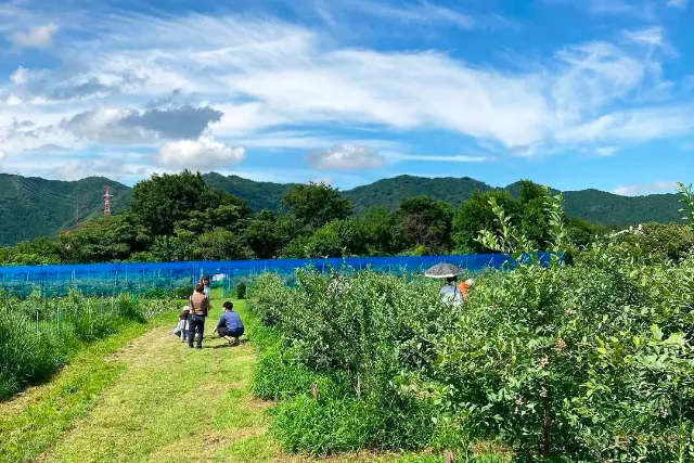 【神奈川・相模原・ブリーベリー狩り】農薬不使用ブルーベリー摘み放題！【6月下旬〜8月中旬下旬】