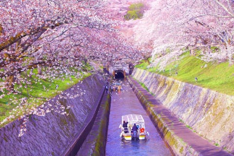 【滋賀・大津】〈特等席のお花見〉桜のびわ湖疏水船クルーズと名刹・三井寺の歴史文化に触れる旅
