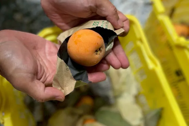 里山ウォーキングと房州枇杷食べ放題