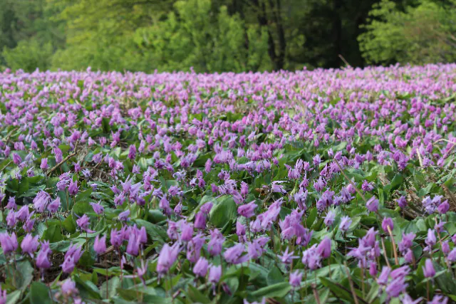 【送迎付１名～】雪国の春　可憐なカタクリの群生を訪ねる里山散歩