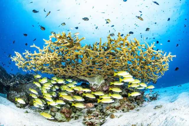 【水納島・瀬底島ボートファンダイビング】2ダイブプラン（4時間）初心者大歓迎！10歳から参加OK！写真・動画無料プレゼント！