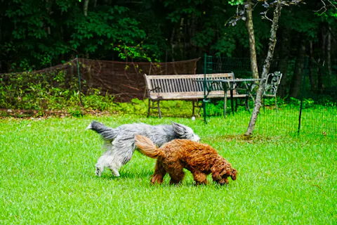 愛犬と遊ぼう。プライベートドックランと但馬牛お弁当プラン