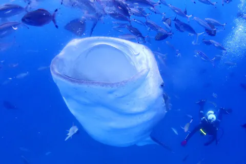 【目の前で出会う迫力】ジンベエザメと泳ぐシュノーケル｜泳げなくてもOK◎写真・動画無料｜少人数制