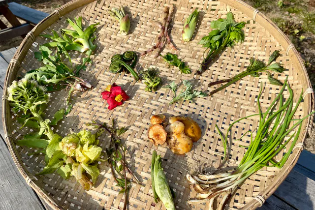 【長野・山菜狩り】山菜狩りアドベンチャー"1人参加可能DAY"