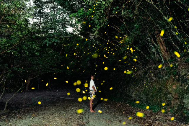 【沖縄本島北部/日没】天然のイルミネーション！期間限定オキナワホタル観賞＆プチジャングルツアー【5月中旬～7月中旬限定】1歳から参加OK♪１眼写真も込み込み価格♪のプラン詳細
