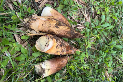 春は来ぬ！家族で、仲間とタケノコ狩り体験