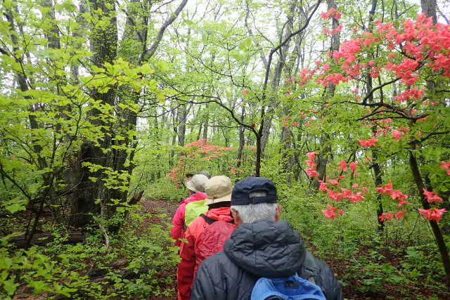 那須平成の森ハイク~1日じっくり森林散策~（5時間）