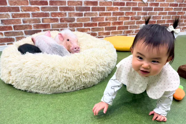 【大阪・城東区】自由気ままなマイクロブタとのふれあい体験30分！