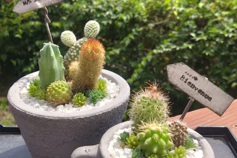 戸塚・寄せ植え】多肉orサボテンの寄せ植え体験2800円！ 湘南に程近い