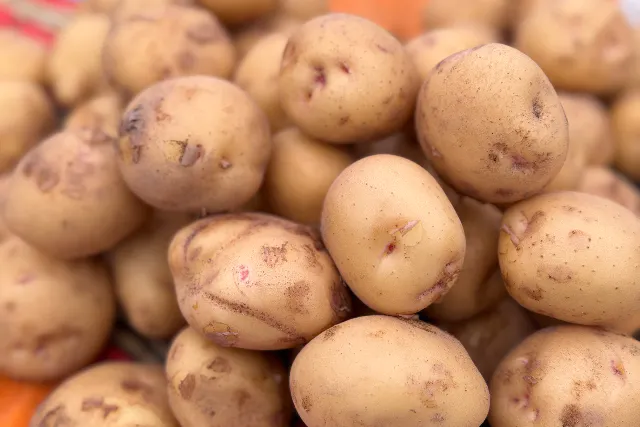 【新潟県・新潟市・芋掘り】じゃがいも収穫体験
