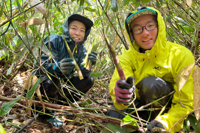 【長野・山菜狩り】山菜の王様 ネマガリタケ狩りツアー