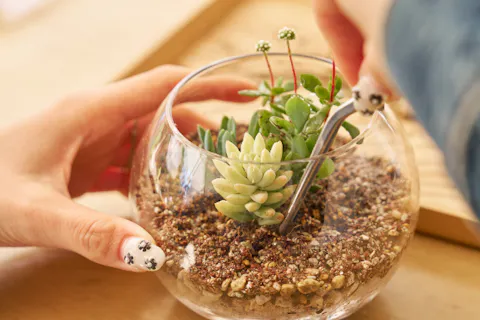 【静岡・熱海・多肉植物・寄せ植え体験】多肉植物のリトルワールド(所要時間：30〜40分)