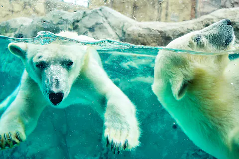 旭山動物園・青い池・富良野 夏のゴールデンルート【入園券＆ランチバイキング付き】
