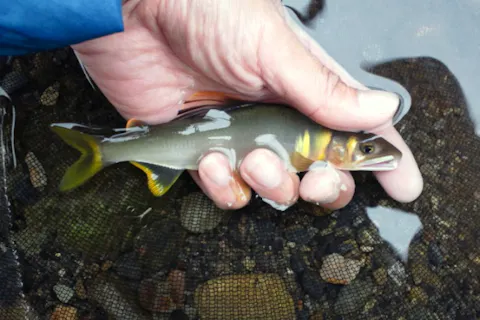 【新潟・糸魚川・鮎釣り】アユイング/鮎をルアーで釣る。天然遡上の能生川、名立川でプライベートチャレンジ！