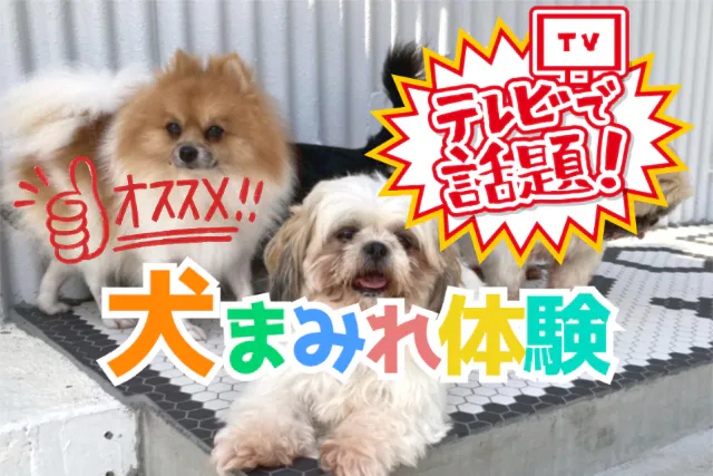 【20％OFF】｜犬まみれ癒し体験！約20頭の保護犬たちと過ごす時間無制限プラン！