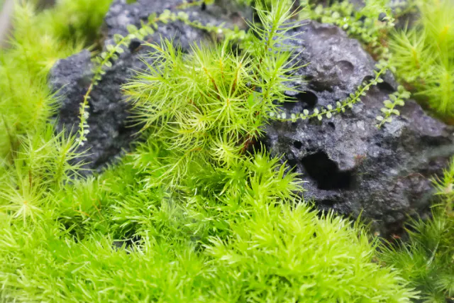 苔テラリウム　ステップアップコース　　～好きを原動力に、もっと自分らしく～