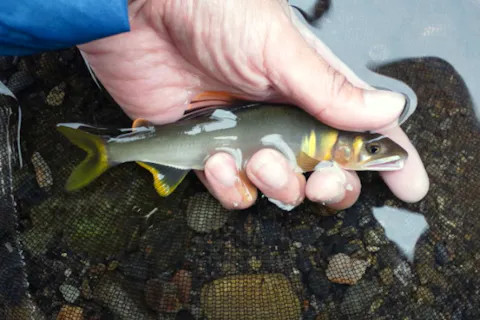 【長野・山ノ内町】ルアーで鮎を釣る。今話題の鮎イングにプライベート講習でチャレンジ！