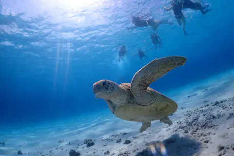 【沖縄・慶良間諸島・座間味島】初心者にオススメ！ビーチからのシュノーケルツアー