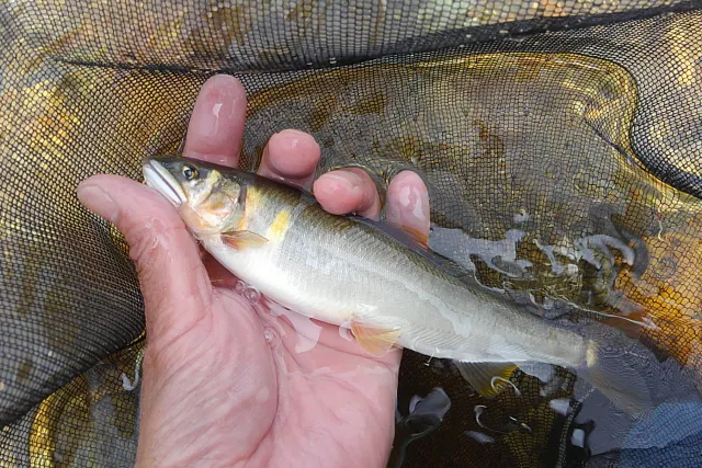 【新潟・糸魚川】能生川で初めての鮎の【友釣りに挑戦。】興味が湧いたら始めてみよう！天然遡上100％河川でワンツーマンレッスン。