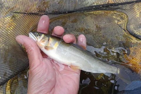【新潟・糸魚川】能生川で初めての鮎の【友釣りに挑戦。】興味が湧いたら始めてみよう！天然遡上100％河川でワンツーマンレッスン。