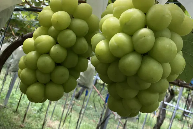 シャインマスカットの食べ放題！しかも時間無制限！ピオーネもございます。ゆっくりのんびり思う存分楽しんでいただけます！